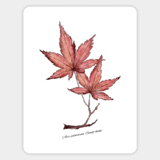 Japanese Maple Magnet